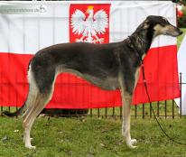 Chione Aziza men Tarah