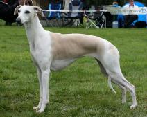 Meisterhaus Running In Heels 