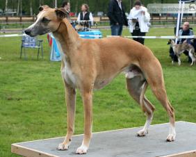 Koseilata's Dust on the Moon