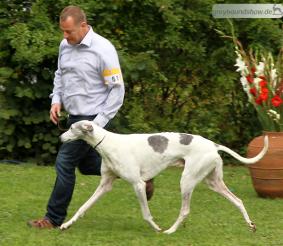 Antares Syn Dobek Niwika Sibin