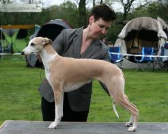 Shiny Sensations Golden Sunset