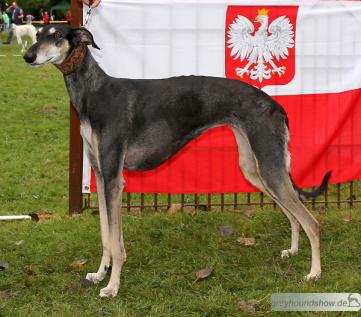 Ashera Aziza men Tara