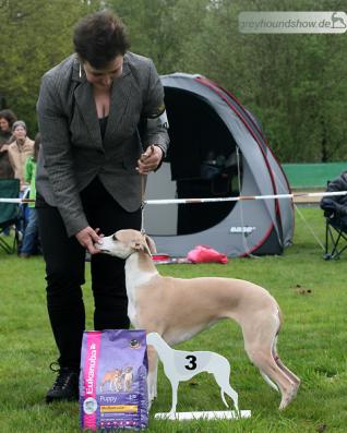 Shiny Sensations Golden Sunset